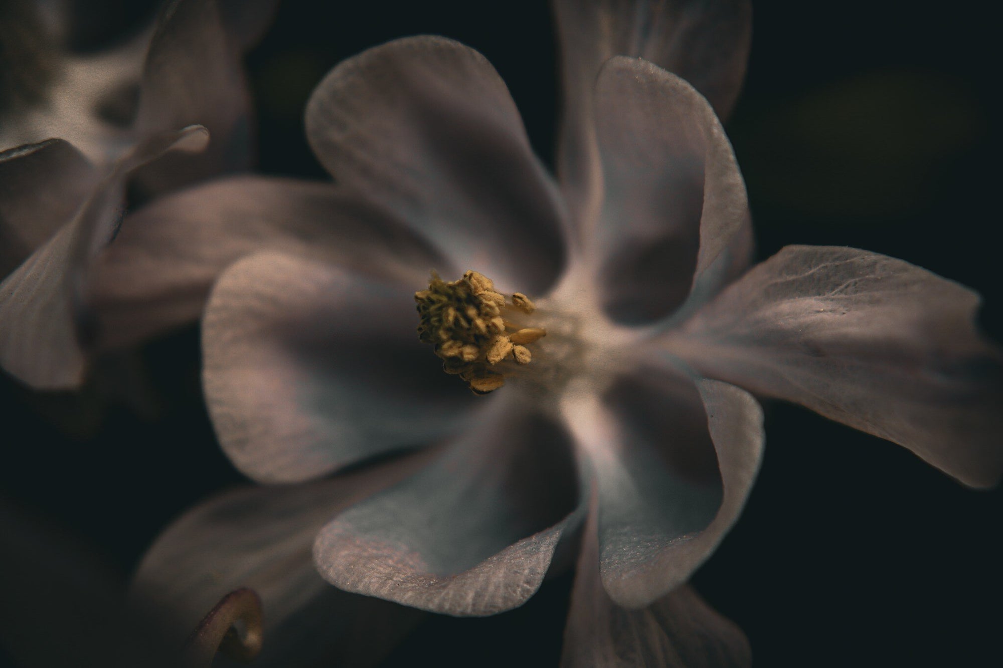 A close-up photograph of a pale blue-gray flower with translucent petals and a small golden-yellow center against a very dark background.